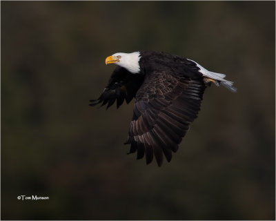  Bald Eagle