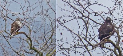 Harlan's Red-tailed Hawks using same perch