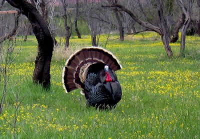 Texas Turkey