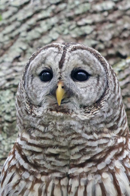 Barred Owl