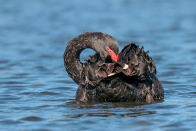 Black Swan