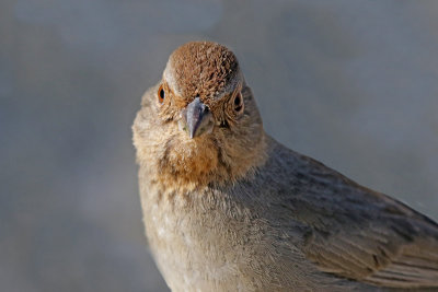 California Towhee