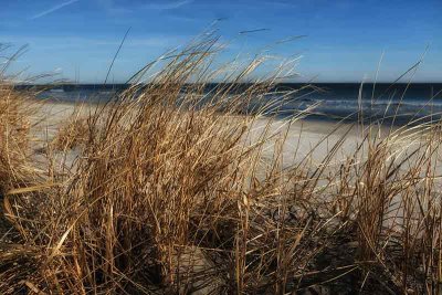  The Dune Grasses in Winter #2