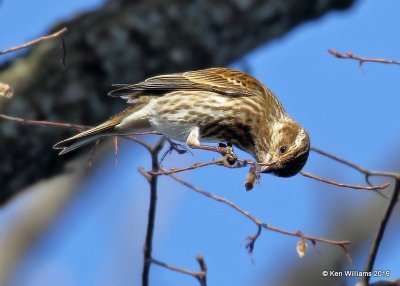 Purple Finch female, Tenkiller Lake, OK, 1-8-19, Jpa_30906.jpg