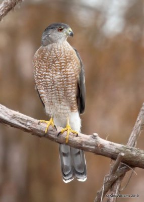 Cooper's Hawk adult probably male, Rogers Co yard, OK, 1-6-19, Jpa_30796.jpg