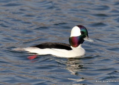 Bufflehead male, Lake Hefner, OK, 1-15-19, Jpa_31191.jpg