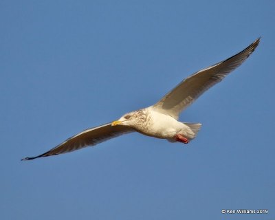 Herring Gull nonbreeding adult, Lake Hefner, OK, 1-15-19, Jpa_31026.jpg