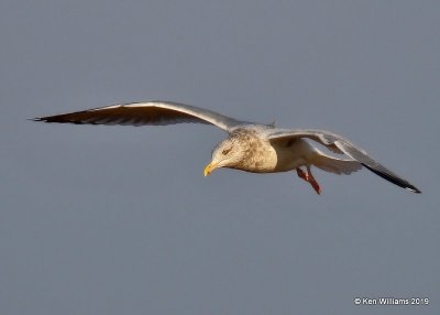 Herring Gull nonbreeding adult, Lake Hefner, OK, 1-15-19, Jpa_31058.jpg