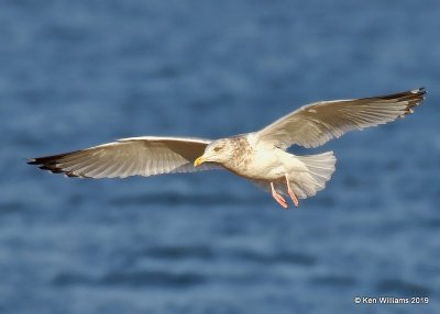 Herring Gull nonbreeding adult, Lake Hefner, OK, 1-15-19, Jpa_31064.jpg