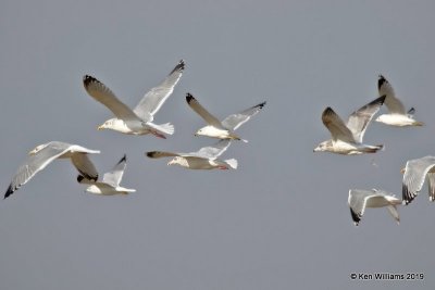 Herring & Ring-billed Gulls, Lake Hefner, OK, 1-15-19, Jpa_31365.jpg