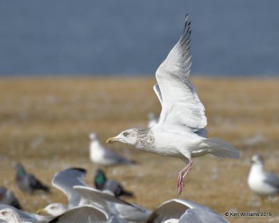 Herring Gull nonbreeding adult, Lake Hefner, OK, 1-15-19, Jpa_31407.jpg