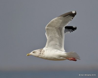 Herring Gull nonbreeding adult, Lake Hefner, OK, 1-15-19, Jpa_31411.jpg