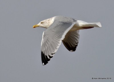 Herring Gull nonbreeding adult, Lake Hefner, OK, 1-15-19, Jpa_31420.jpg