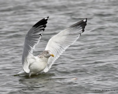Herring Gull nonbreeding adult, Overholster Lake, OK, 1-15-19, Jpa_31566.jpg