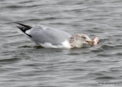 Herring Gull nonbreeding adult, Overholster Lake, OK, 1-15-19, Jpa_31568.jpg