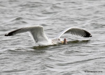 Herring Gull nonbreeding adult, Overholster Lake, OK, 1-15-19, Jpa_31585.jpg