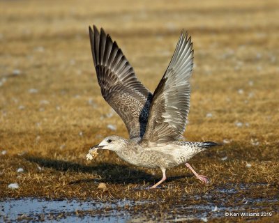Herring Gull, first-cycle, Lake Hefner, OK, 1-15-19, Jpa_30989.jpg