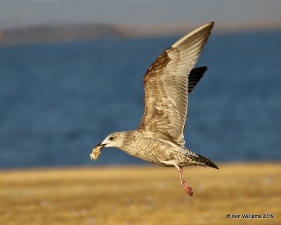 Herring Gull, first-cycle, Lake Hefner, OK, 1-15-19, Jpa_30993.jpg