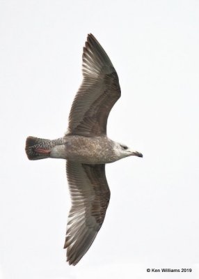 Herring Gull, first-cycle, Overholster Lake, OK, 1-15-19, Jpa_31667.jpg