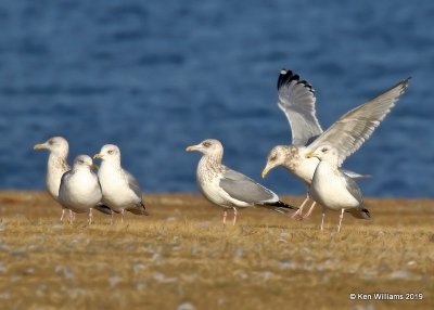 Herring Gulls nonbreeding adult, Lake Hefner, OK, 1-15-19, Jpa_31066.jpg