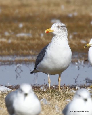 Lesser Black-backed Gull, nonbreeding, Lake Hefner, OK, 1-15-19, Jpa_31377.jpg