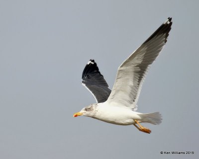 Lesser Black-backed Gull, nonbreeding, Lake Hefner, OK, 1-15-19, Jpa_31387.jpg