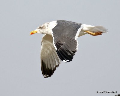 Lesser Black-backed Gull, nonbreeding, Lake Hefner, OK, 1-15-19, Jpa_31391.jpg