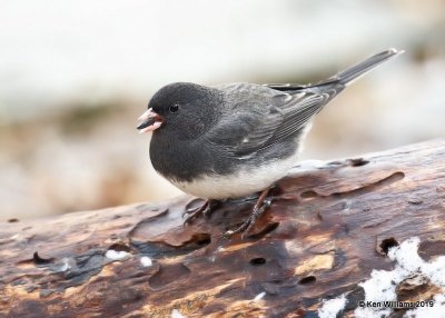 Dark-eyed Junco - Slate-colored, Rogers Co yard, OK, 1-25-19, Jpa_32070.jpg