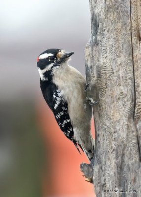 Downy Woodpecker male, Rogers Co yard, OK, 1-25-19, Jpa_32042.jpg
