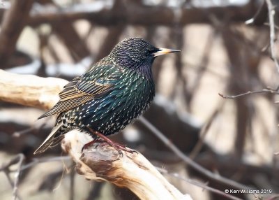 European Starling, Rogers Co yard, OK, 1-25-19, Jpa_32027.jpg