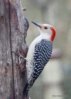 Red-bellied Woodpecker female, Rogers Co yard, OK, 1-25-19, Jpa_32155.jpg