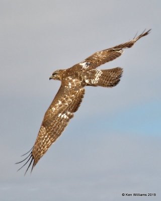 Red-tailed Hawk juvenile, Osage Co, OK, 1-29-19, Jpa_32550.jpg