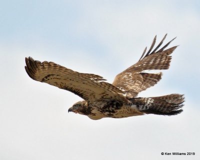 Red-tailed Hawk juvenile, Osage Co, OK, 1-29-19, Jpa_32557.jpg