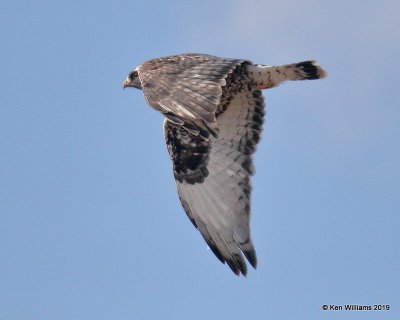 Rough-legged Hawk light-morph female, Osage Co, OK, 1-29-19, Jpa_32678.jpg