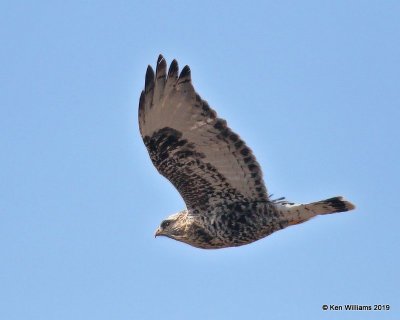 Rough-legged Hawk light-morph female, Osage Co, OK, 1-29-19, Jpa_32680.jpg