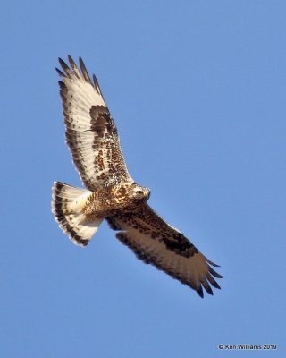 Rough-legged Hawk light-morph male, Osage Co, OK, 1-29-19, Jpa_32818.jpg