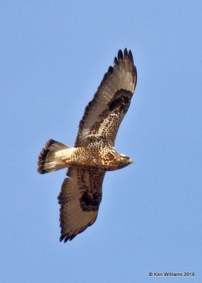 Rough-legged Hawk light-morph male, Osage Co, OK, 1-29-19, Jpa_32821.jpg