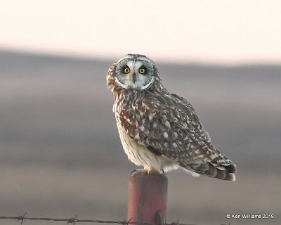 Short-eared Owl, Osage Co, OK, 1-26-19, Jpa_32362.jpg
