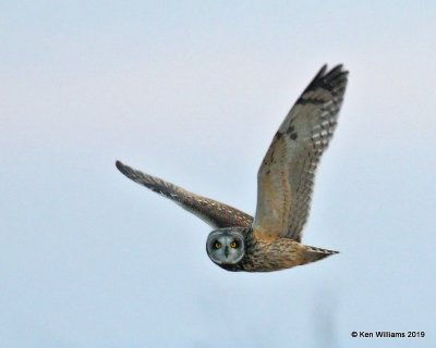 Short-eared Owl, Osage Co, OK, 1-29-19, Jpa_32924.jpg