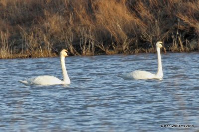 Trumpter Swans, Osage Co, OK, 1-29-19, Jpa_32876.jpg