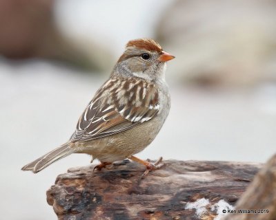 White-crowned Sparrow juvenile, Rogers Co yard, OK, 1-25-19, Jpa_32084.jpg