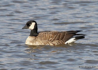 Cackling Goose - Richardson's, Garfield Co. OK, 2-3-19, Jpa_33242.jpg