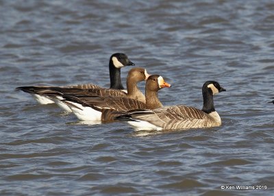 Cackling Goose, Greater White-fronted Geese & Canada Goose, Garfield Co. OK, 2-3-19, Jpa_33225.jpg