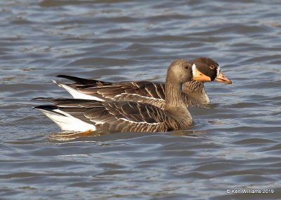 Greater White-fronted Geese, Garfield Co. OK, 2-3-19, Jpa_33253.jpg