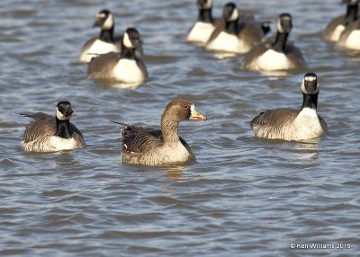 Greater White-fronted Goose & Cackling Geese - Richardson's, Garfield Co. OK, 2-3-19, Jpa_33131.jpg