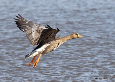 Greater White-fronted Goose, Garfield Co. OK, 2-3-19, Jpa_33174.jpg