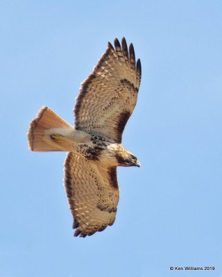Red-tailed Hawk - Eastern, Alfalfa Co. OK, 2-3-19, Jpa_33068.jpg