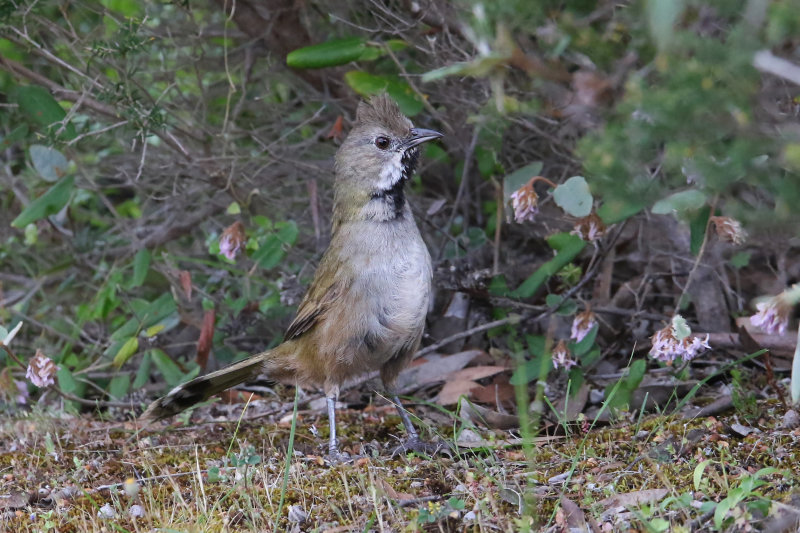 Black-throated Whipbird