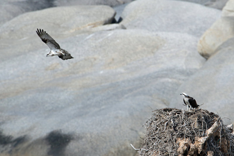 Eastern Osprey