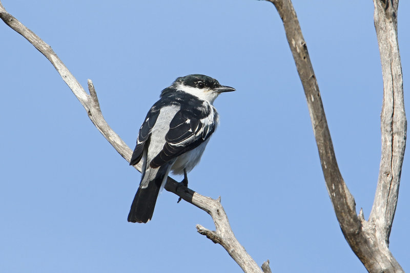 White-winged Triller